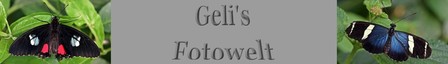 Geli's Fotowelt
